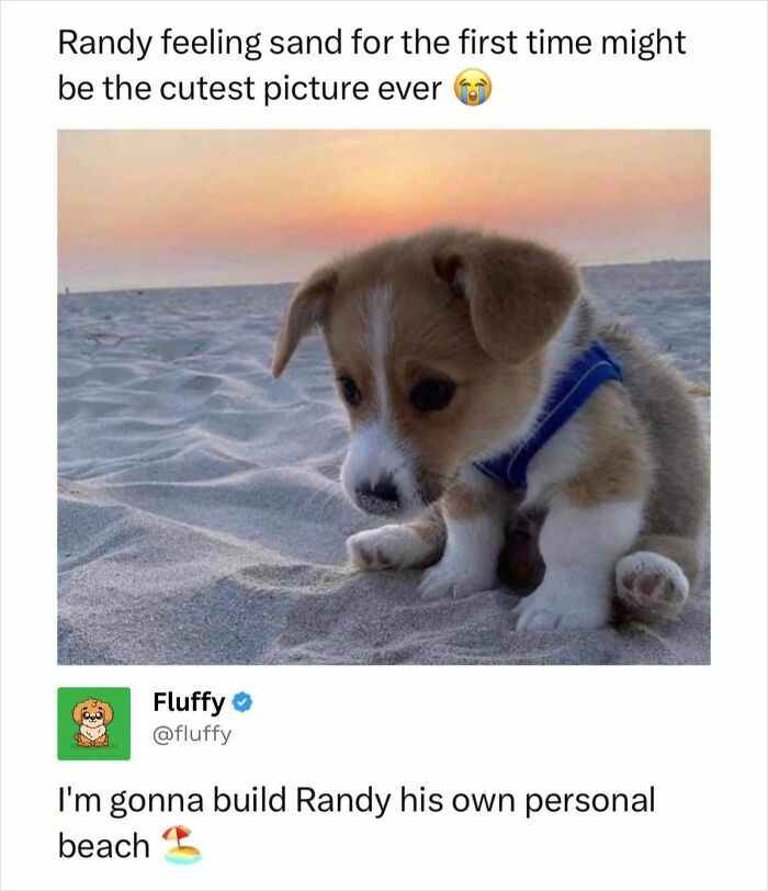 72 Wholesome Animal Memes That Might Heal Your Tired Soul 72 Wholesome Animal Memes That Might Heal Your Tired Soul