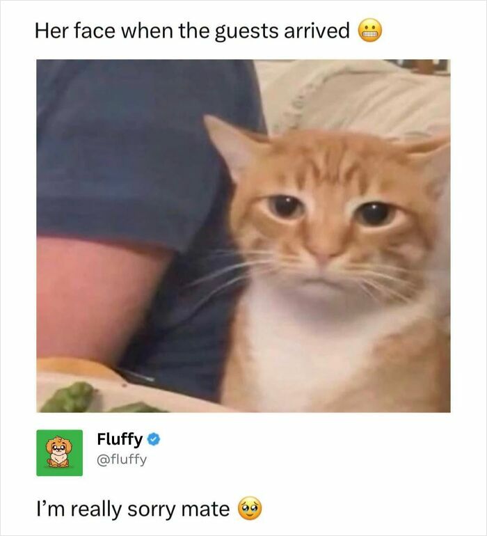 72 Wholesome Animal Memes That Might Heal Your Tired Soul 72 Wholesome Animal Memes That Might Heal Your Tired Soul