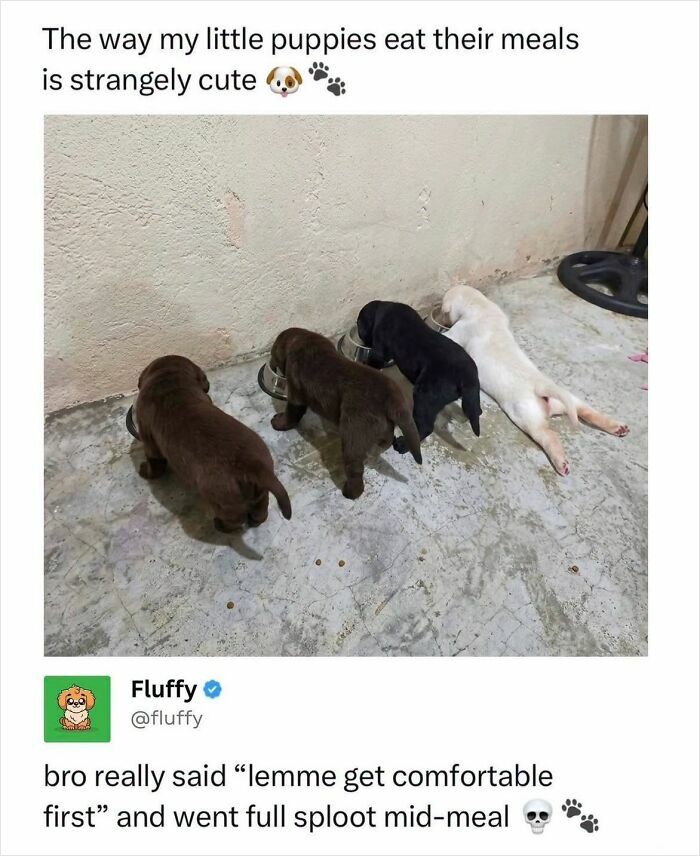 72 Wholesome Animal Memes That Might Heal Your Tired Soul 72 Wholesome Animal Memes That Might Heal Your Tired Soul