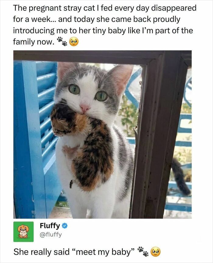 72 Wholesome Animal Memes That Might Heal Your Tired Soul 72 Wholesome Animal Memes That Might Heal Your Tired Soul