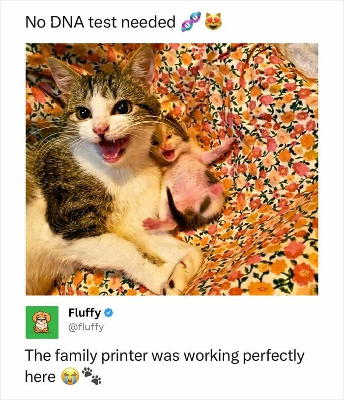 72 Wholesome Animal Memes That Might Heal Your Tired Soul 72 Wholesome Animal Memes That Might Heal Your Tired Soul