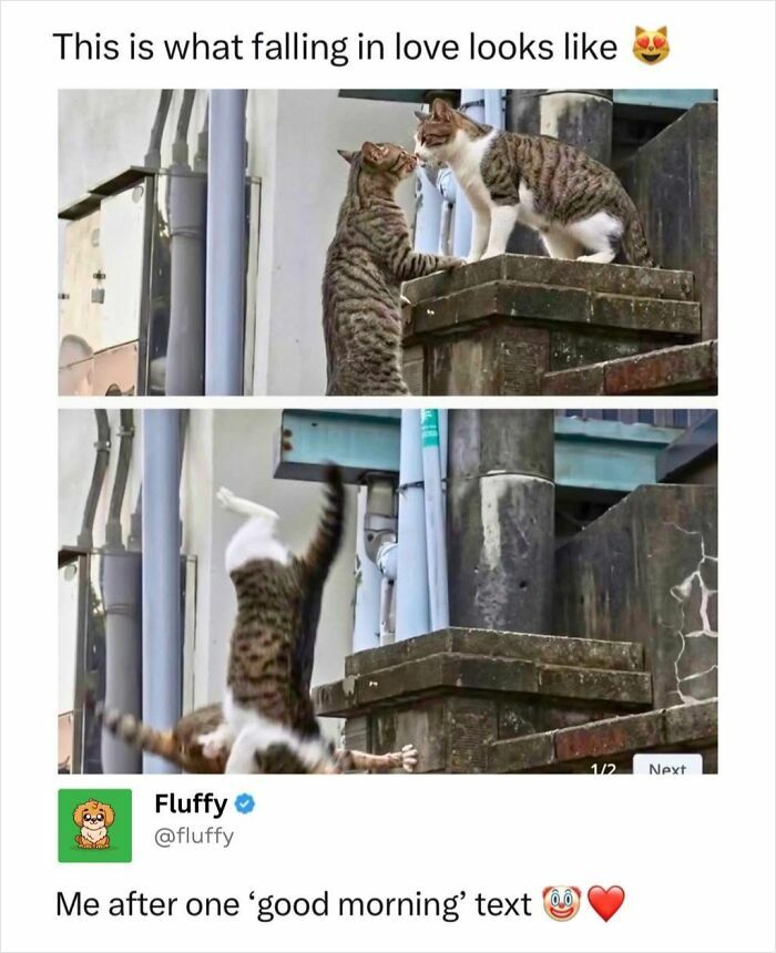 72 Wholesome Animal Memes That Might Heal Your Tired Soul 72 Wholesome Animal Memes That Might Heal Your Tired Soul