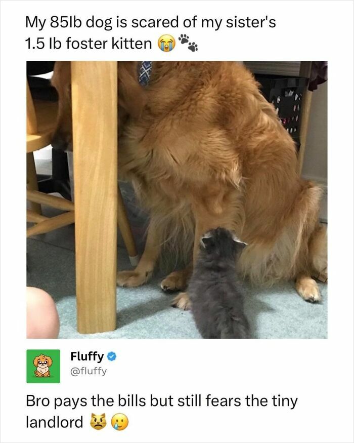 72 Wholesome Animal Memes That Might Heal Your Tired Soul 72 Wholesome Animal Memes That Might Heal Your Tired Soul