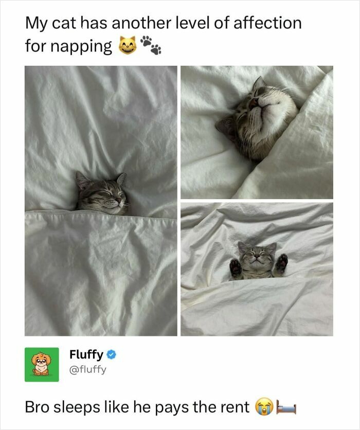72 Wholesome Animal Memes That Might Heal Your Tired Soul 72 Wholesome Animal Memes That Might Heal Your Tired Soul