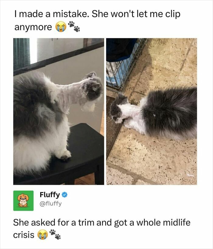 72 Wholesome Animal Memes That Might Heal Your Tired Soul 72 Wholesome Animal Memes That Might Heal Your Tired Soul