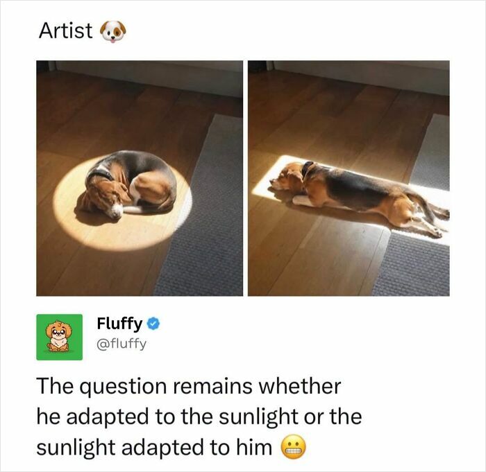 72 Wholesome Animal Memes That Might Heal Your Tired Soul 72 Wholesome Animal Memes That Might Heal Your Tired Soul