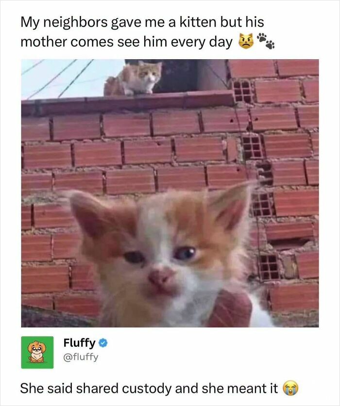 72 Wholesome Animal Memes That Might Heal Your Tired Soul 72 Wholesome Animal Memes That Might Heal Your Tired Soul