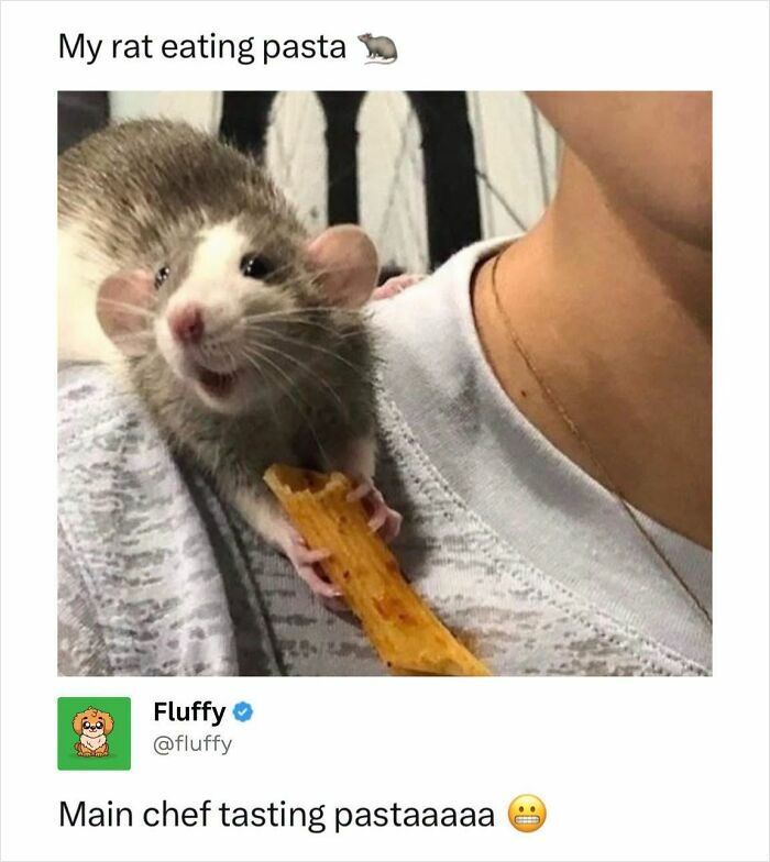 72 Wholesome Animal Memes That Might Heal Your Tired Soul 72 Wholesome Animal Memes That Might Heal Your Tired Soul