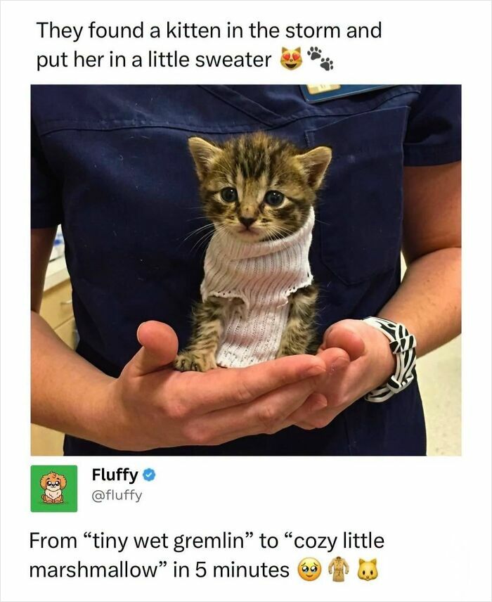 72 Wholesome Animal Memes That Might Heal Your Tired Soul 72 Wholesome Animal Memes That Might Heal Your Tired Soul