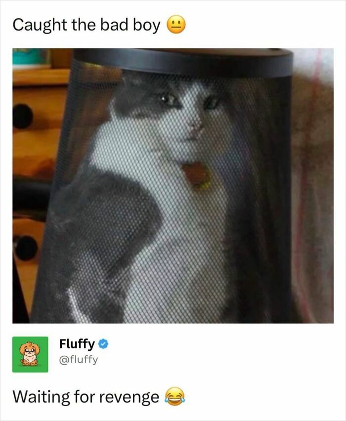 72 Wholesome Animal Memes That Might Heal Your Tired Soul 72 Wholesome Animal Memes That Might Heal Your Tired Soul