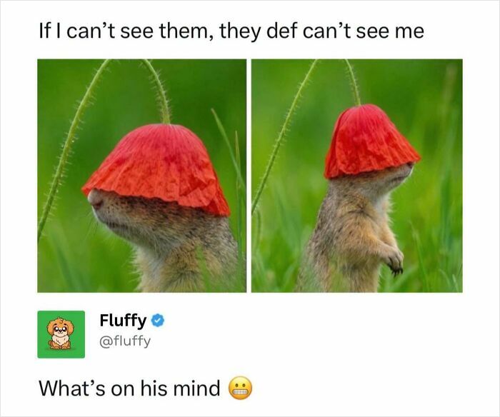 72 Wholesome Animal Memes That Might Heal Your Tired Soul 72 Wholesome Animal Memes That Might Heal Your Tired Soul