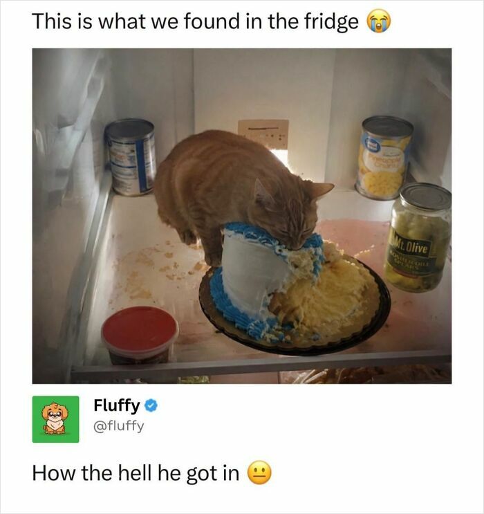 72 Wholesome Animal Memes That Might Heal Your Tired Soul 72 Wholesome Animal Memes That Might Heal Your Tired Soul