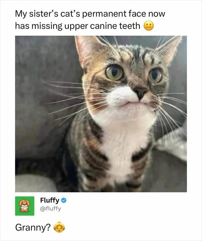72 Wholesome Animal Memes That Might Heal Your Tired Soul 72 Wholesome Animal Memes That Might Heal Your Tired Soul