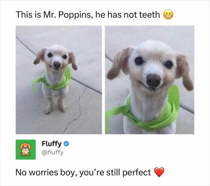 72 Wholesome Animal Memes That Might Heal Your Tired Soul 72 Wholesome Animal Memes That Might Heal Your Tired Soul