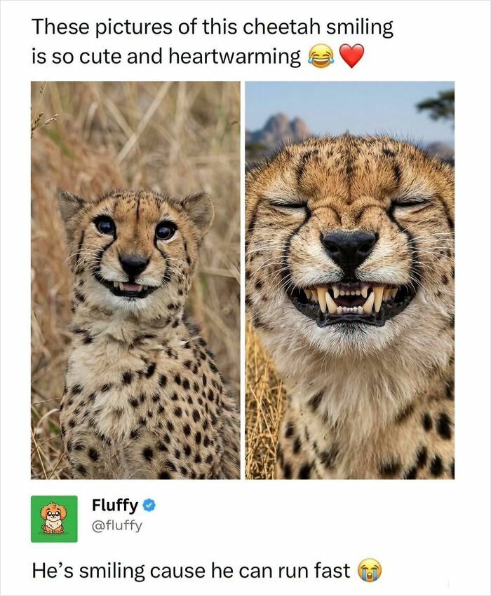 72 Wholesome Animal Memes That Might Heal Your Tired Soul 72 Wholesome Animal Memes That Might Heal Your Tired Soul