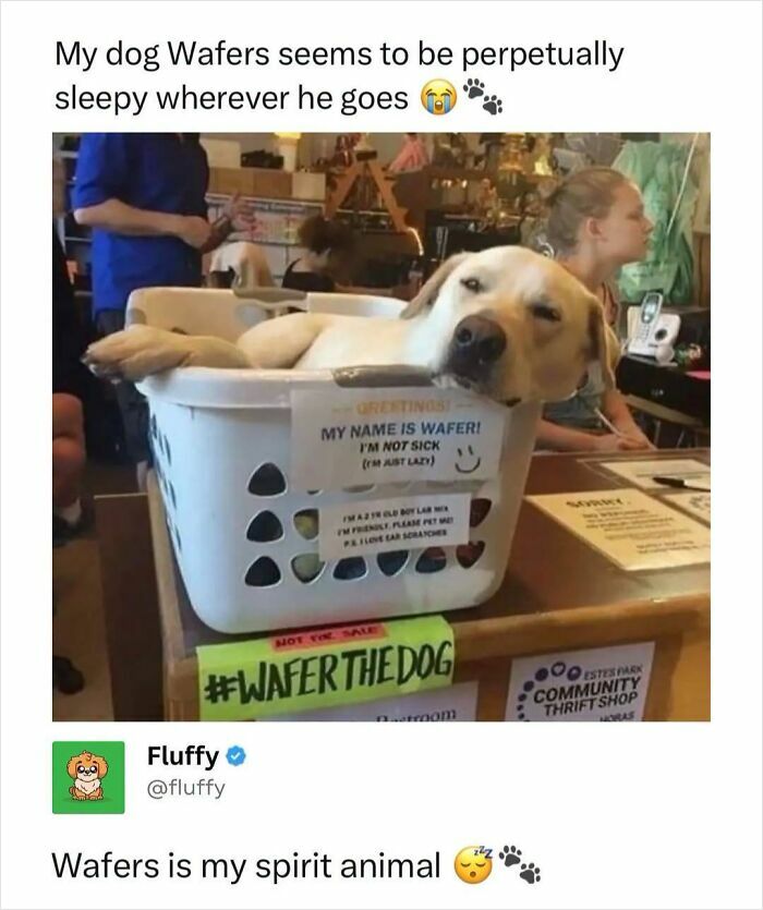 72 Wholesome Animal Memes That Might Heal Your Tired Soul 72 Wholesome Animal Memes That Might Heal Your Tired Soul