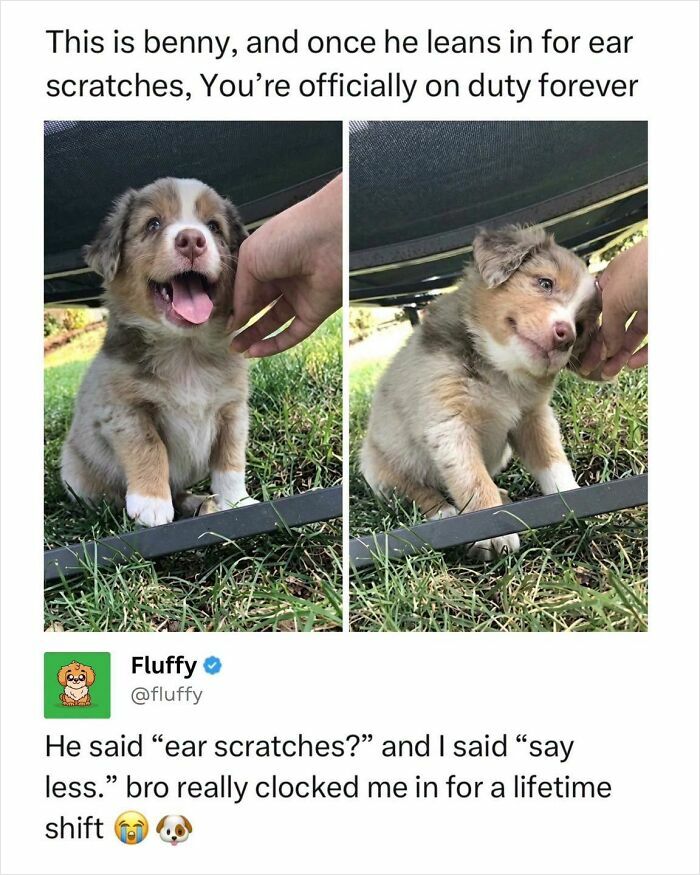 72 Wholesome Animal Memes That Might Heal Your Tired Soul 72 Wholesome Animal Memes That Might Heal Your Tired Soul