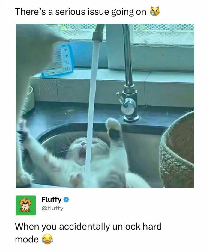 72 Wholesome Animal Memes That Might Heal Your Tired Soul 72 Wholesome Animal Memes That Might Heal Your Tired Soul