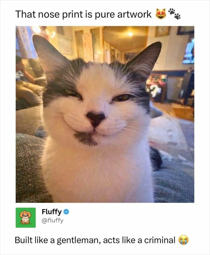 72 Wholesome Animal Memes That Might Heal Your Tired Soul 72 Wholesome Animal Memes That Might Heal Your Tired Soul