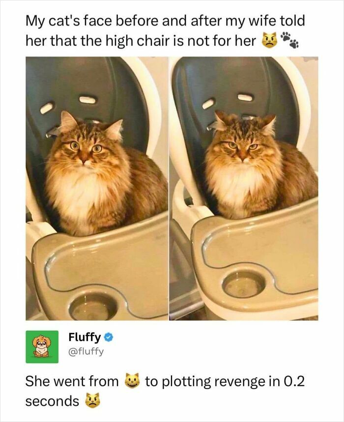 72 Wholesome Animal Memes That Might Heal Your Tired Soul 72 Wholesome Animal Memes That Might Heal Your Tired Soul