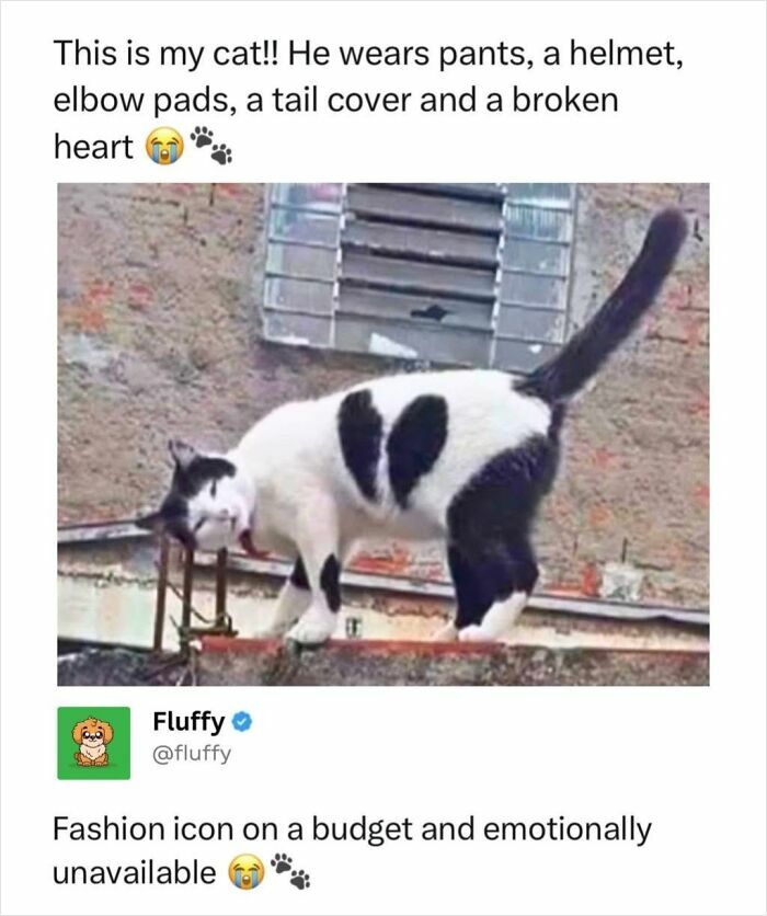 72 Wholesome Animal Memes That Might Heal Your Tired Soul 72 Wholesome Animal Memes That Might Heal Your Tired Soul