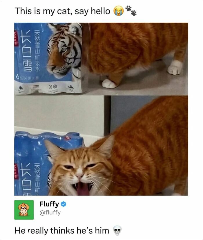 72 Wholesome Animal Memes That Might Heal Your Tired Soul 72 Wholesome Animal Memes That Might Heal Your Tired Soul