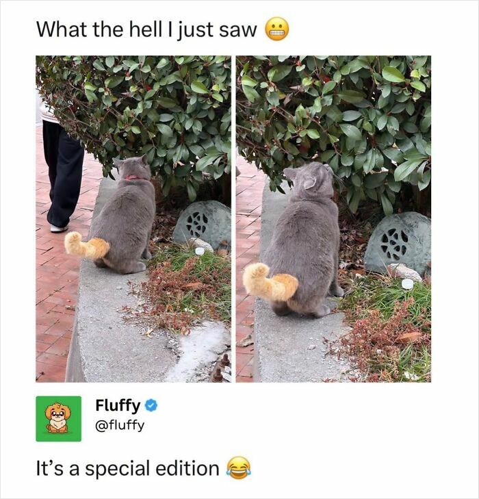 72 Wholesome Animal Memes That Might Heal Your Tired Soul 72 Wholesome Animal Memes That Might Heal Your Tired Soul