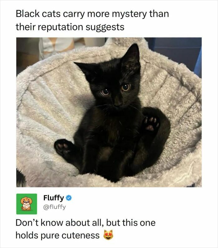 72 Wholesome Animal Memes That Might Heal Your Tired Soul 72 Wholesome Animal Memes That Might Heal Your Tired Soul