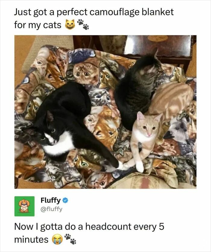 72 Wholesome Animal Memes That Might Heal Your Tired Soul 72 Wholesome Animal Memes That Might Heal Your Tired Soul