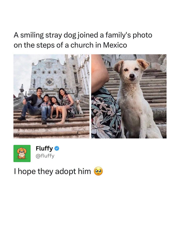 72 Wholesome Animal Memes That Might Heal Your Tired Soul 72 Wholesome Animal Memes That Might Heal Your Tired Soul