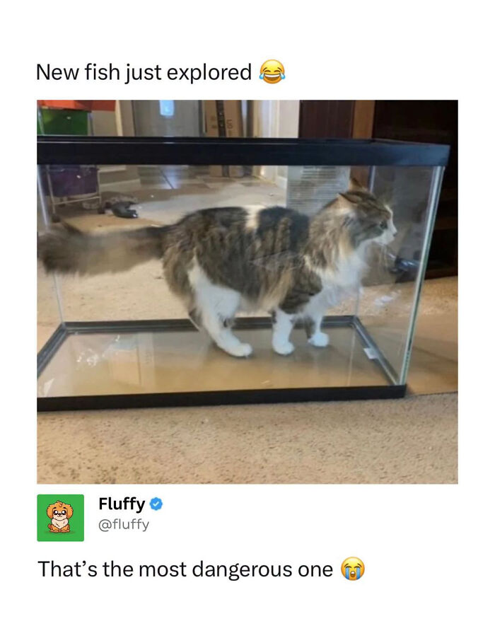 72 Wholesome Animal Memes That Might Heal Your Tired Soul 72 Wholesome Animal Memes That Might Heal Your Tired Soul