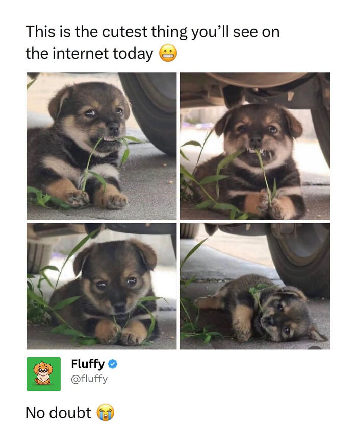 72 Wholesome Animal Memes That Might Heal Your Tired Soul 72 Wholesome Animal Memes That Might Heal Your Tired Soul