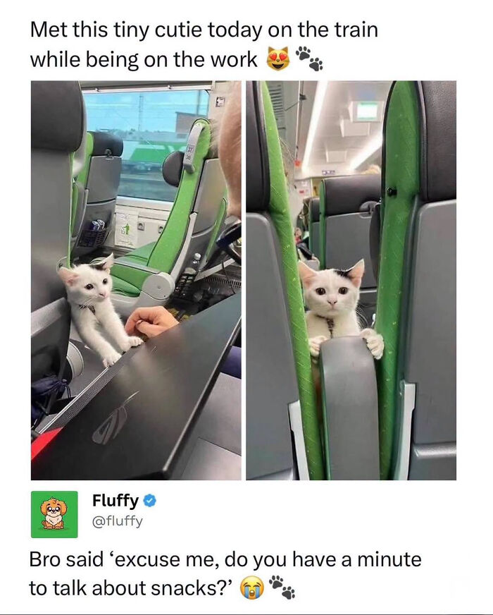 72 Wholesome Animal Memes That Might Heal Your Tired Soul 72 Wholesome Animal Memes That Might Heal Your Tired Soul
