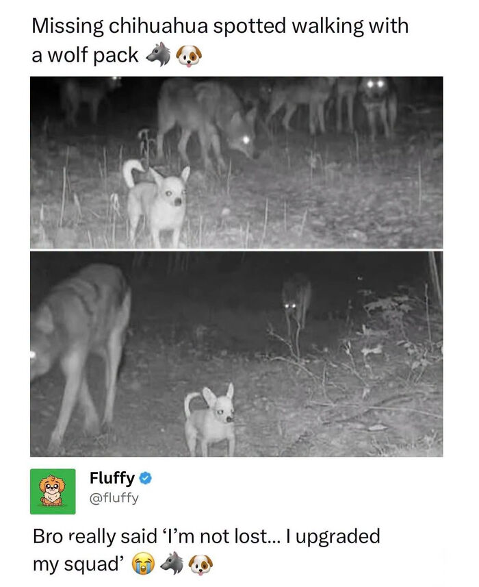 72 Wholesome Animal Memes That Might Heal Your Tired Soul 72 Wholesome Animal Memes That Might Heal Your Tired Soul