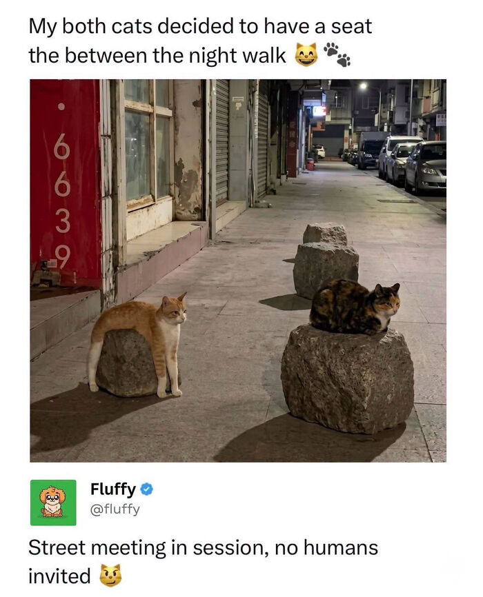 72 Wholesome Animal Memes That Might Heal Your Tired Soul 72 Wholesome Animal Memes That Might Heal Your Tired Soul