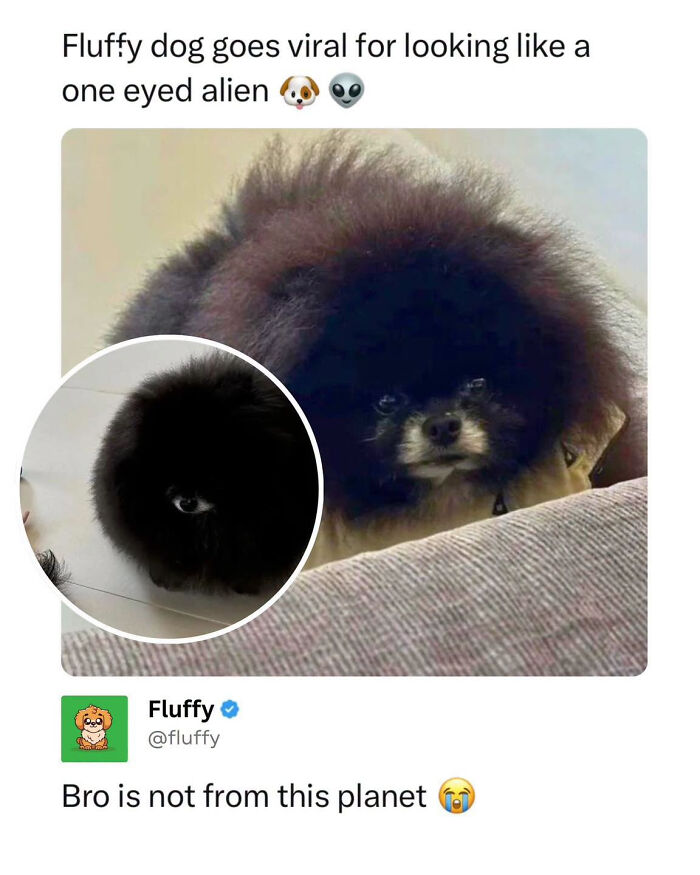 72 Wholesome Animal Memes That Might Heal Your Tired Soul 72 Wholesome Animal Memes That Might Heal Your Tired Soul