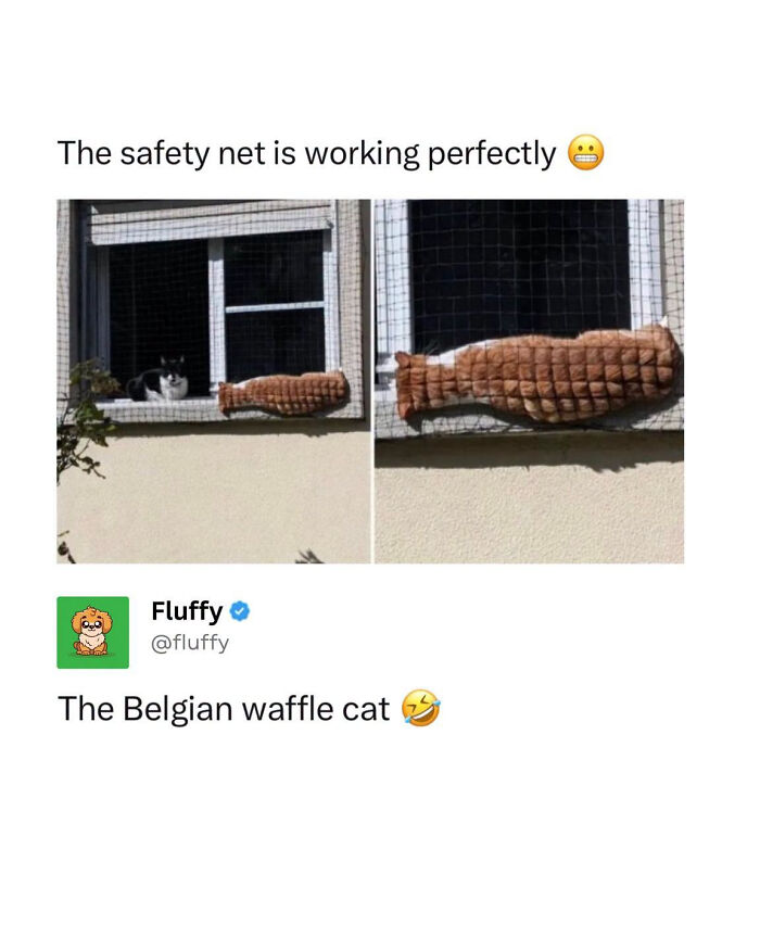 72 Wholesome Animal Memes That Might Heal Your Tired Soul 72 Wholesome Animal Memes That Might Heal Your Tired Soul