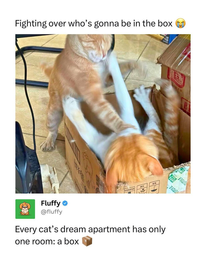 72 Wholesome Animal Memes That Might Heal Your Tired Soul 72 Wholesome Animal Memes That Might Heal Your Tired Soul