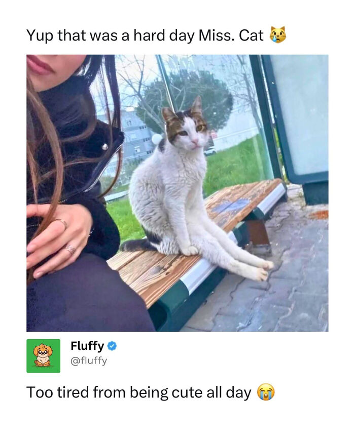72 Wholesome Animal Memes That Might Heal Your Tired Soul 72 Wholesome Animal Memes That Might Heal Your Tired Soul