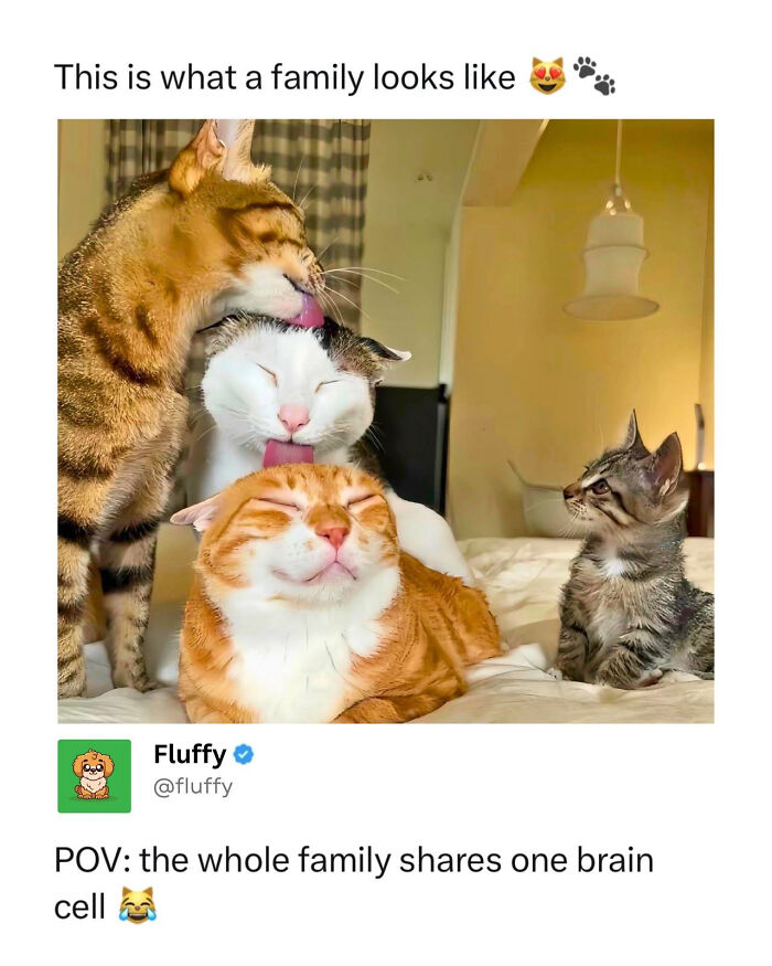 72 Wholesome Animal Memes That Might Heal Your Tired Soul 72 Wholesome Animal Memes That Might Heal Your Tired Soul