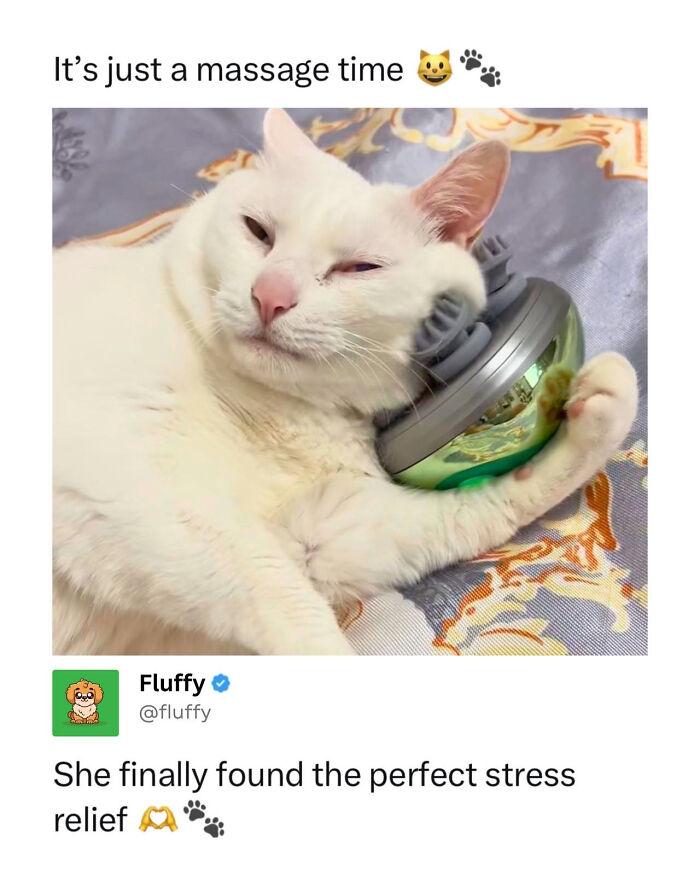72 Wholesome Animal Memes That Might Heal Your Tired Soul 72 Wholesome Animal Memes That Might Heal Your Tired Soul