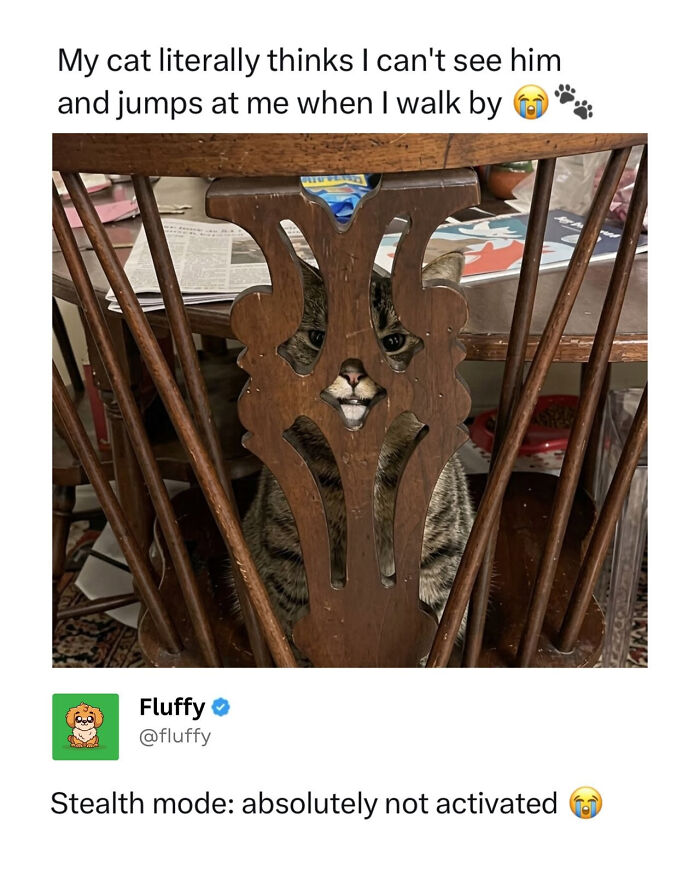 72 Wholesome Animal Memes That Might Heal Your Tired Soul 72 Wholesome Animal Memes That Might Heal Your Tired Soul