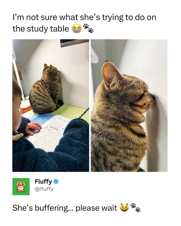 72 Wholesome Animal Memes That Might Heal Your Tired Soul 72 Wholesome Animal Memes That Might Heal Your Tired Soul