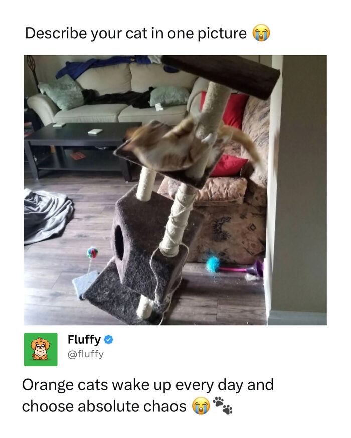 72 Wholesome Animal Memes That Might Heal Your Tired Soul 72 Wholesome Animal Memes That Might Heal Your Tired Soul