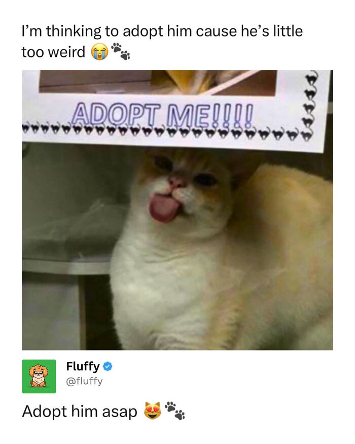 72 Wholesome Animal Memes That Might Heal Your Tired Soul 72 Wholesome Animal Memes That Might Heal Your Tired Soul