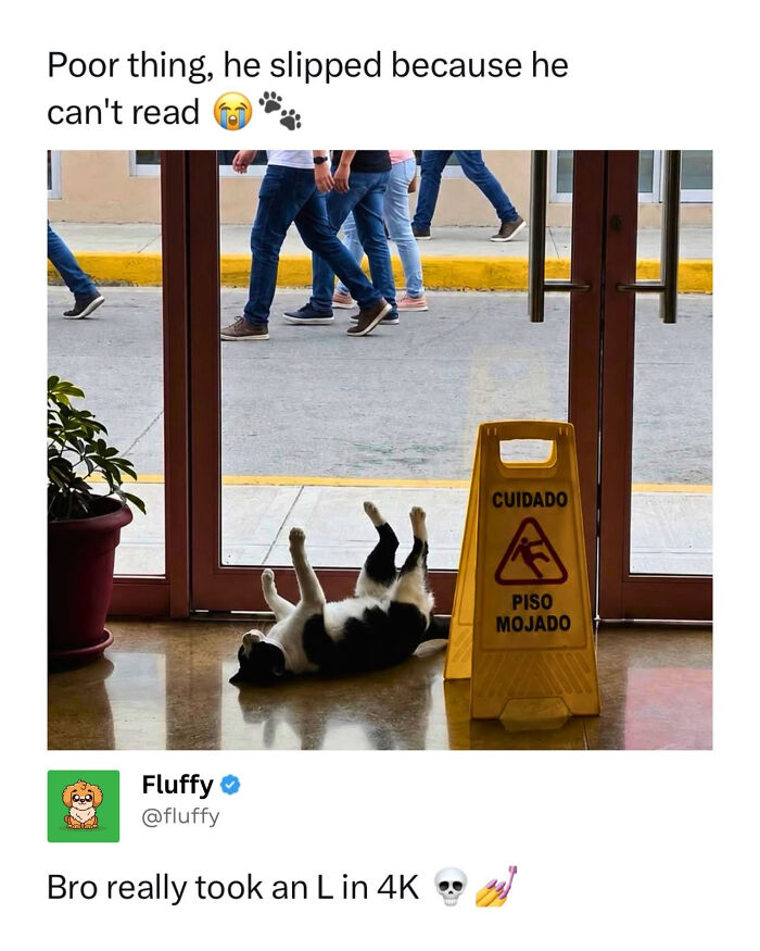 72 Wholesome Animal Memes That Might Heal Your Tired Soul 72 Wholesome Animal Memes That Might Heal Your Tired Soul