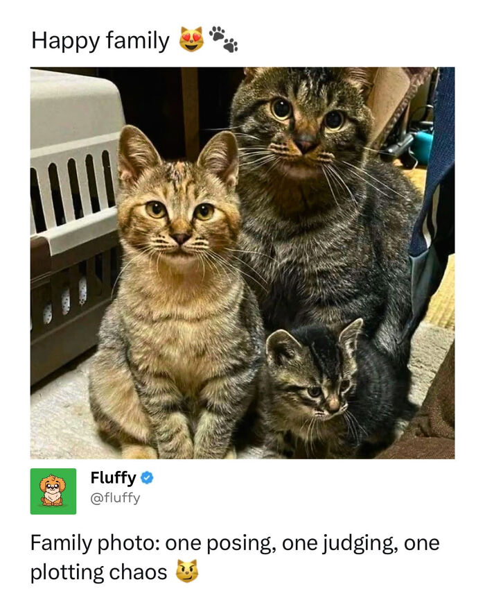 72 Wholesome Animal Memes That Might Heal Your Tired Soul 72 Wholesome Animal Memes That Might Heal Your Tired Soul