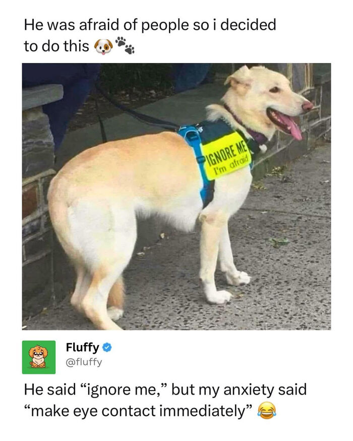 72 Wholesome Animal Memes That Might Heal Your Tired Soul 72 Wholesome Animal Memes That Might Heal Your Tired Soul