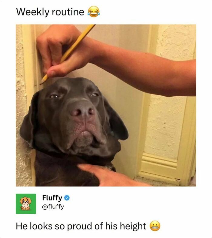 72 Wholesome Animal Memes That Might Heal Your Tired Soul 72 Wholesome Animal Memes That Might Heal Your Tired Soul