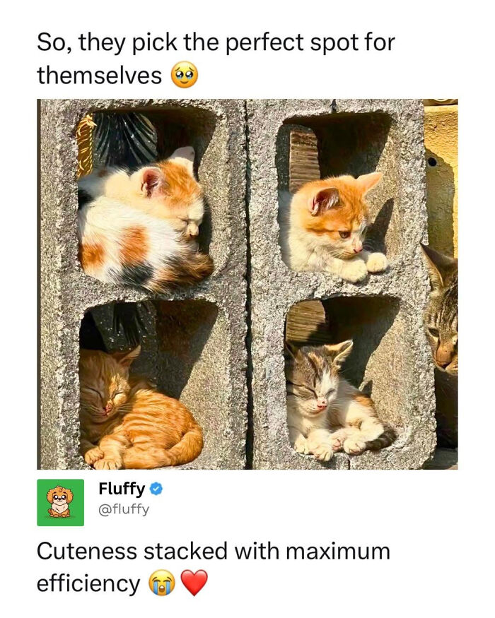 72 Wholesome Animal Memes That Might Heal Your Tired Soul 72 Wholesome Animal Memes That Might Heal Your Tired Soul